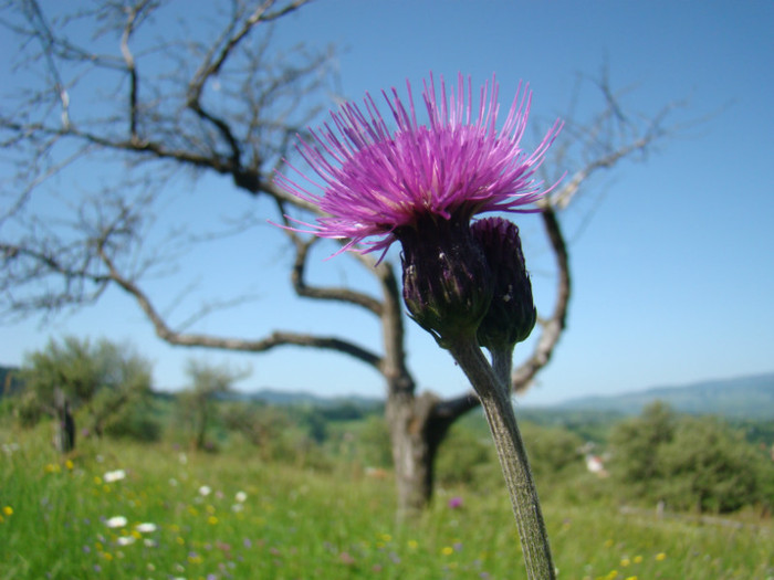 DSC09214 - Bran - Bucegi