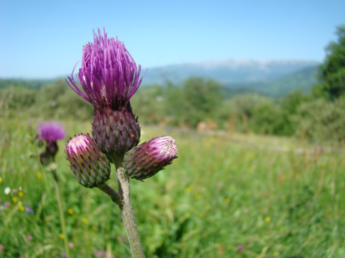 DSC09215 - Bran - Bucegi