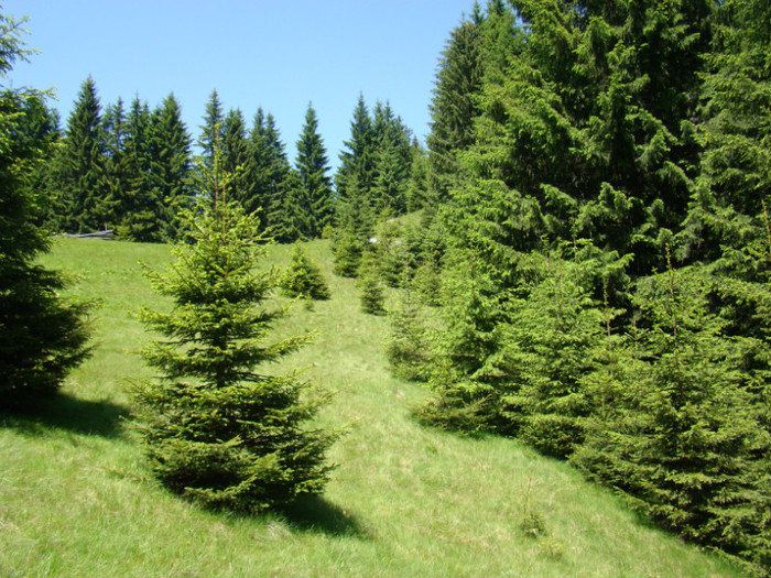 DSC09226 - Bran - Bucegi