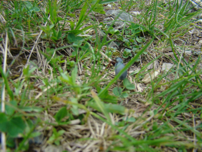 DSC09286