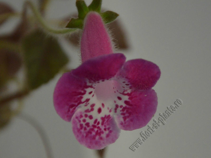 Kohleria Marta (GS); 2012
