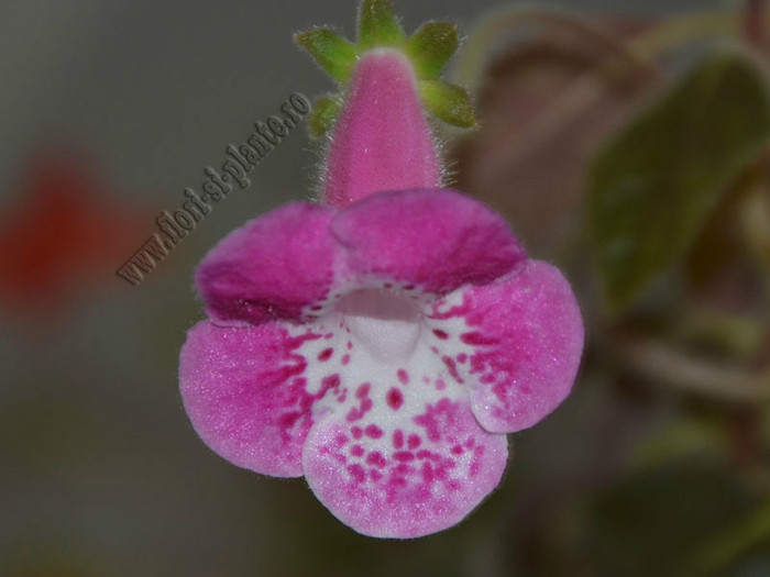 Kohleria Marta  (GS); 2012
