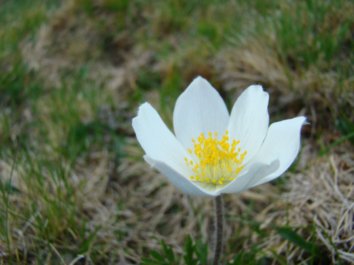 DSC09376 - Bran - Bucegi
