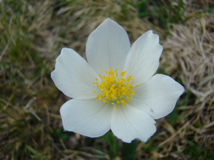 DSC09377 - Bran - Bucegi