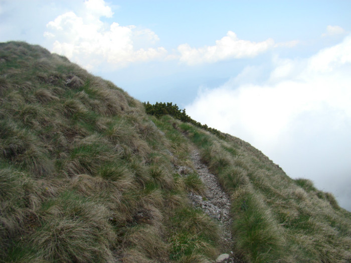 DSC09403 - Bran - Bucegi