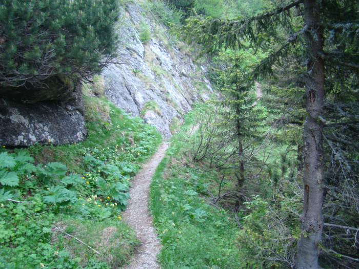 DSC09416 - Bran - Bucegi