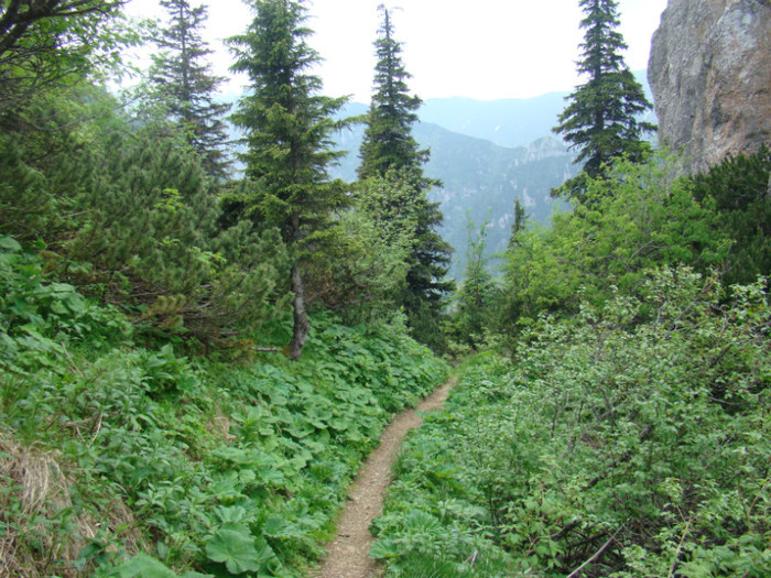 DSC09419 - Bran - Bucegi