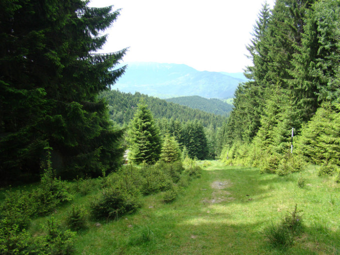 DSC09500 - Bran - Bucegi