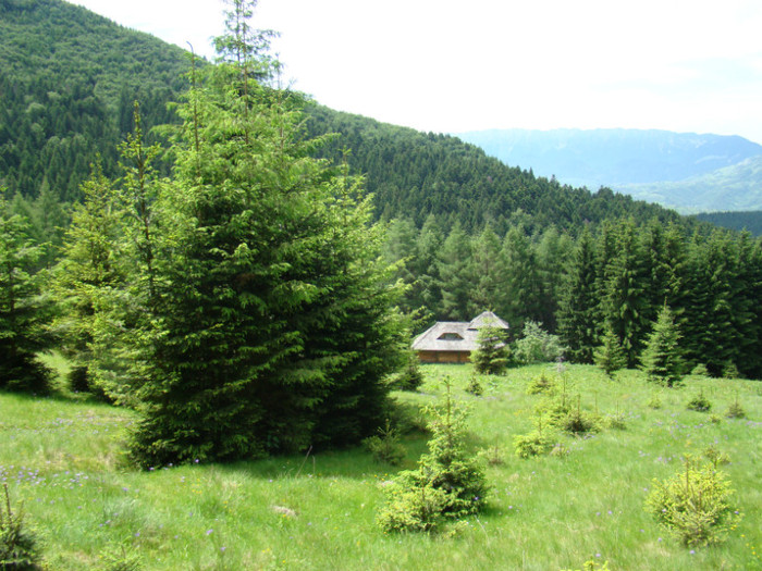 DSC09503 - Bran - Bucegi