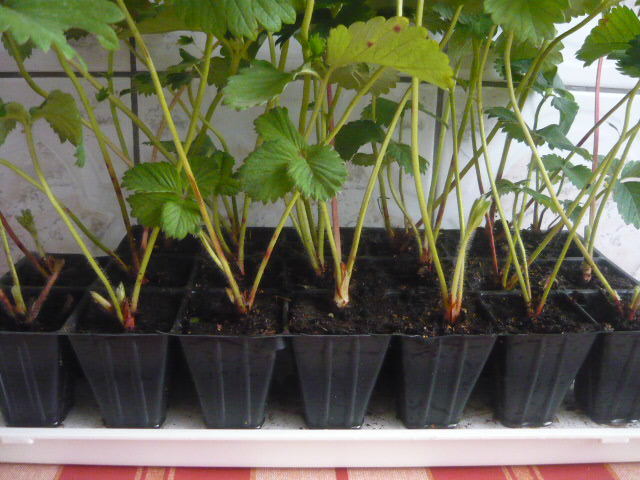 SENGA SENGANA - 20 sept. 2012; Multeplante.ro  ( in cuburi nutritive )

