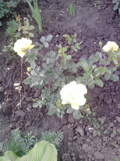 P200510_17.33 - flori din gradina