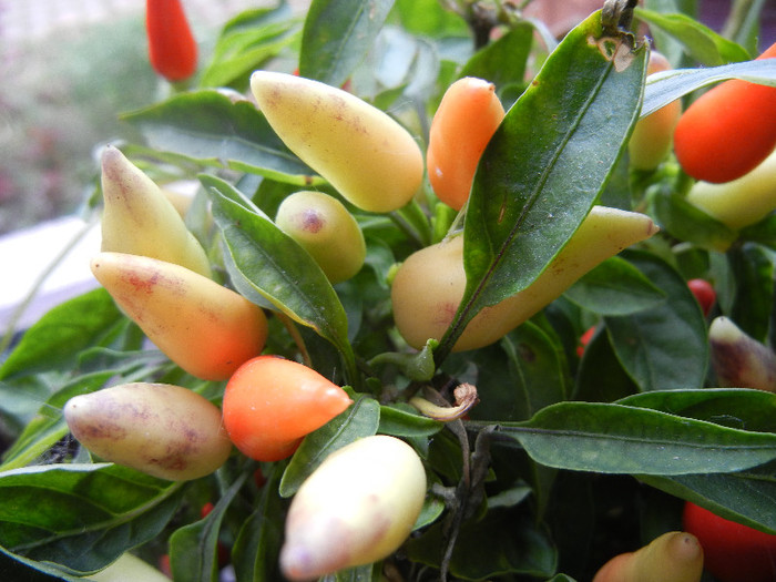 Hungarian Chili Pepper (2012, June 27)