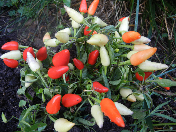 Hungarian Chili Pepper (2012, June 27) - Hungarian Chili Pepper