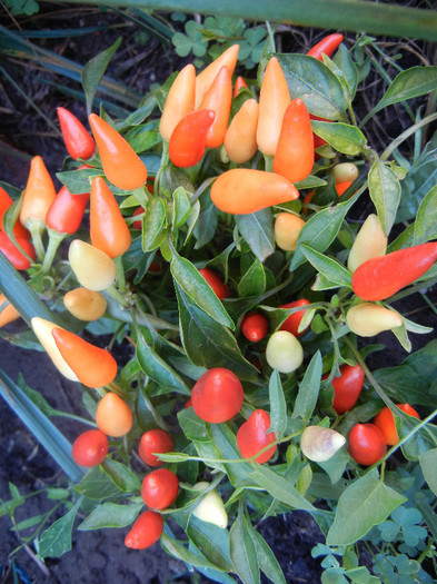 Hungarian Chili Pepper (2012, July 05) - Hungarian Chili Pepper