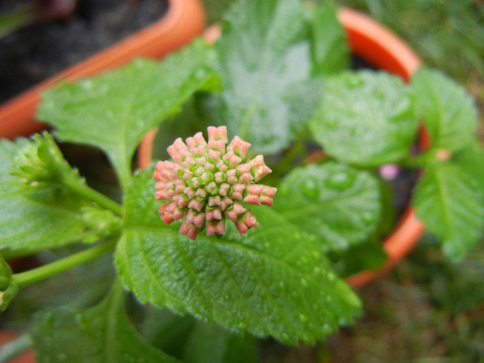 Lantana_Big Sage (2012, Sep.21)