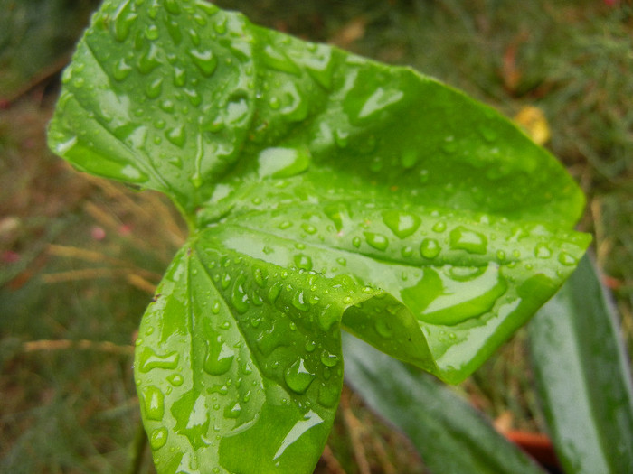 Green Syngonium (2012, Sep.21)