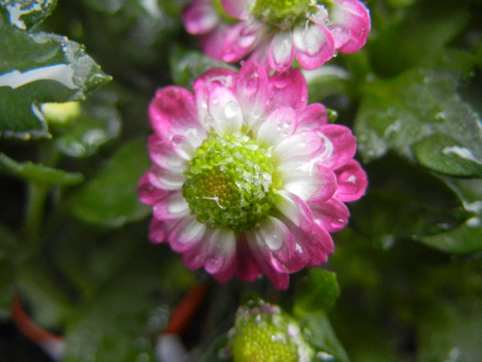 Chrysanth Picomini Purple (2012, Sep.21)