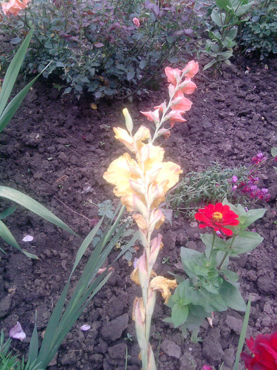 P090710_13.35; gladiole
