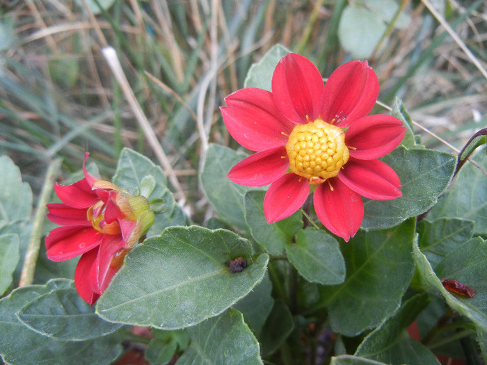 Dahlia Figaro Red (2012, September 20)