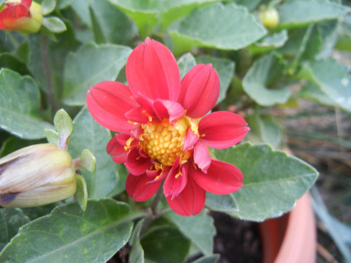 Dahlia Figaro Red (2012, September 20) - Dahlia Figaro Red