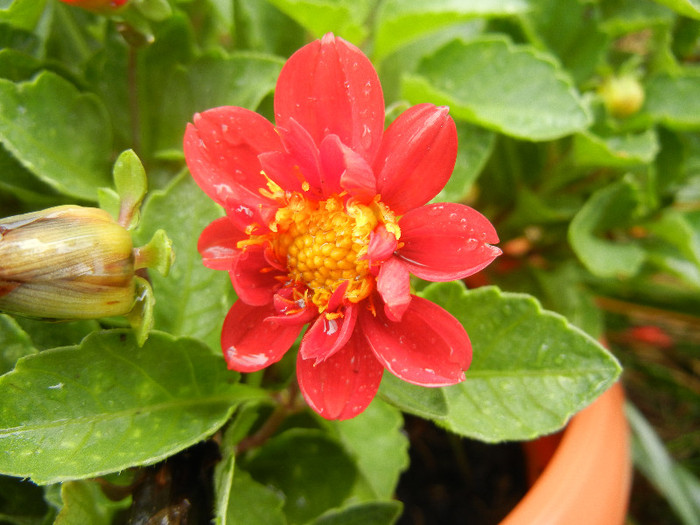 Dahlia Figaro Red (2012, September 21)