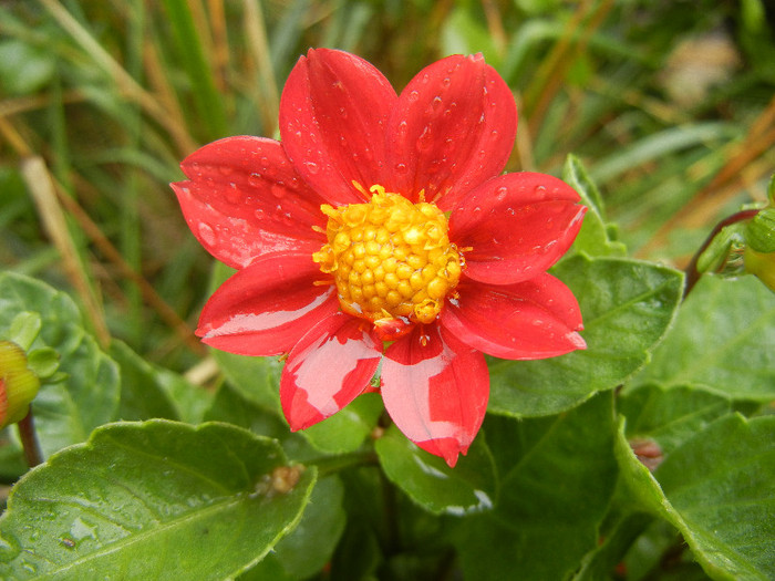 Dahlia Figaro Red (2012, September 21) - Dahlia Figaro Red