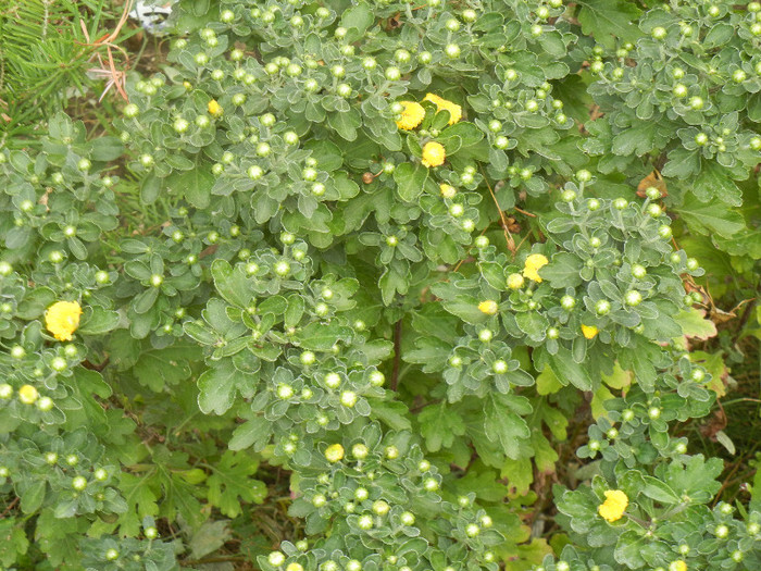 Yellow Chrysanthemum (2012, Sep.20)