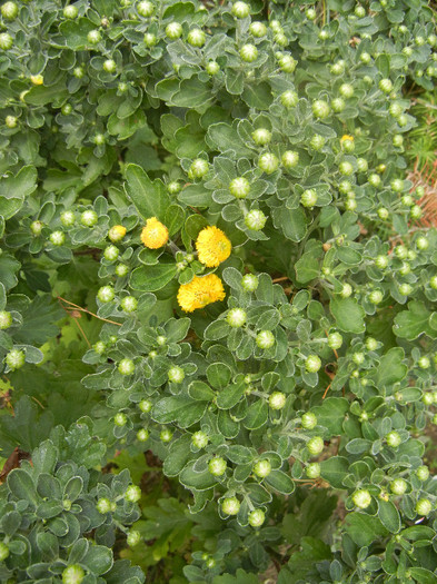 Yellow Chrysanthemum (2012, Sep.20) - Yellow Chrysanthemum