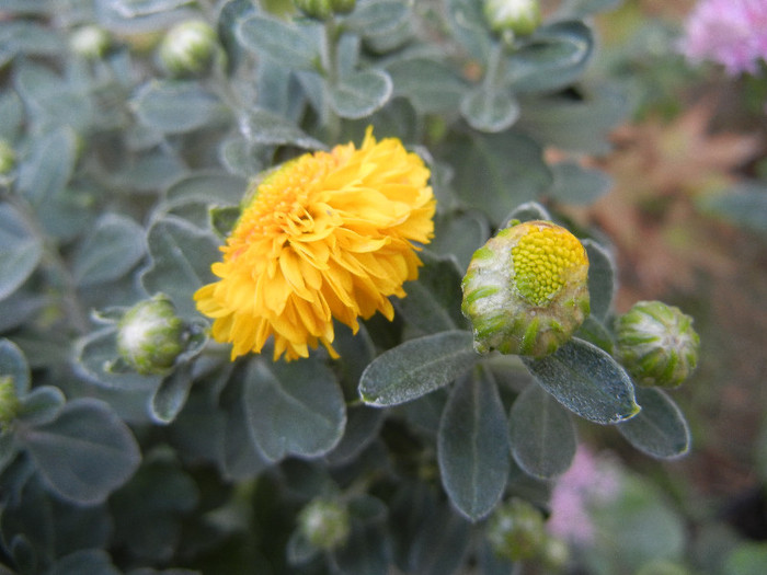 Yellow Chrysanthemum (2012, Sep.20)