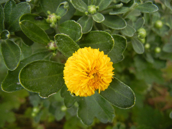 Yellow Chrysanthemum (2012, Sep.20)