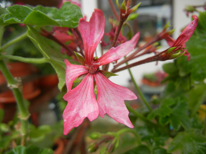 Pink Stellar Geranium (2012, Sep.21)