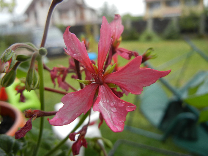 Pink Stellar Geranium (2012, Sep.21)