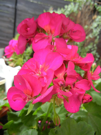 Bright Odette Geranium (2012, Sep.21)