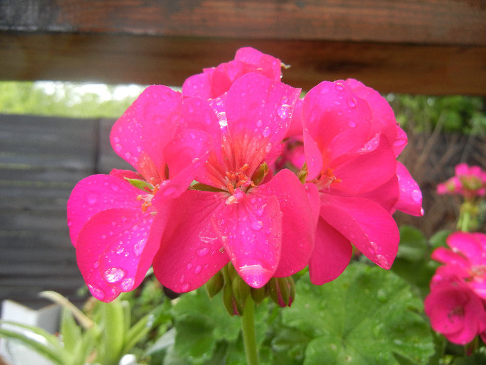 Bright Odette Geranium (2012, Sep.21) Bright Odette Geranium (2012, Sep.21)