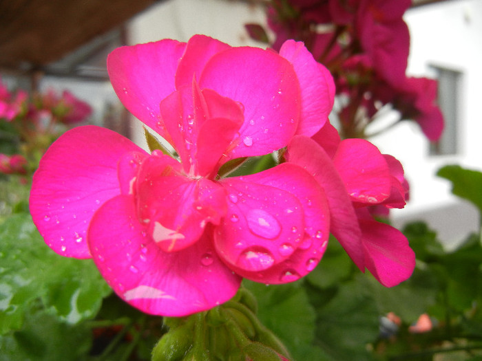 Bright Odette Geranium (2012, Sep.21)