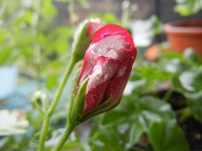 Ivy geranium Lia (2012, Sep.21) - Ivy-geranium Lia