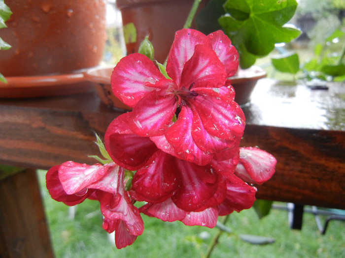 Ivy geranium Lia (2012, Sep.21) - Ivy-geranium Lia