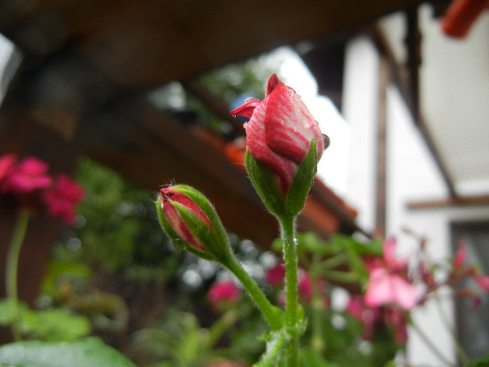 Ivy geranium Lia (2012, Sep.21) - Ivy-geranium Lia