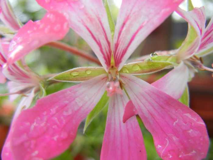 Ivy geranium Bicolor (2012, Sep.21)