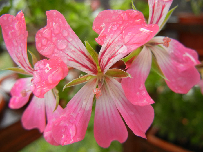 Ivy geranium Bicolor (2012, Sep.21) - Ivy-geranium Bicolor