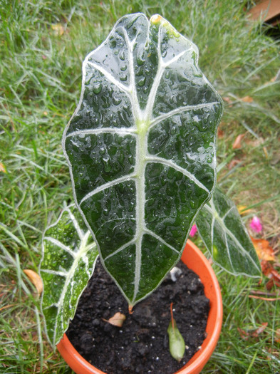 Alocasia amazonica Polly (2012, Sep.21)