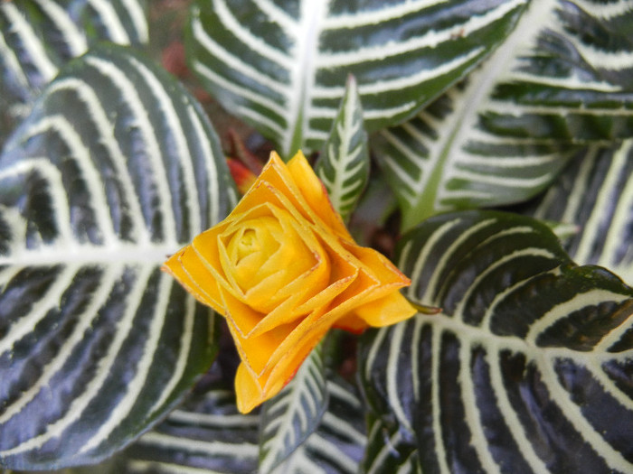 Aphelandra squarrosa (2012, Sep.20) - Aphelandra squarrosa