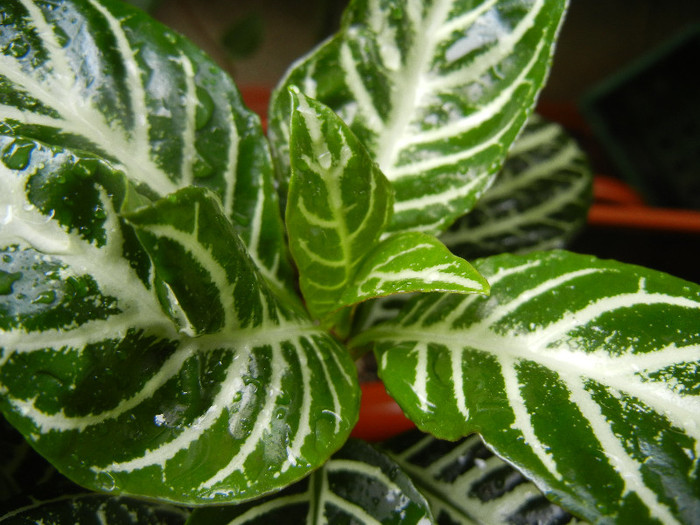 Aphelandra squarrosa (2012, Sep.21) - Aphelandra squarrosa