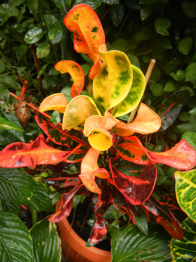 Codiaeum Curly Boy (2012, Sep.21) - Codiaeum Curly Boy