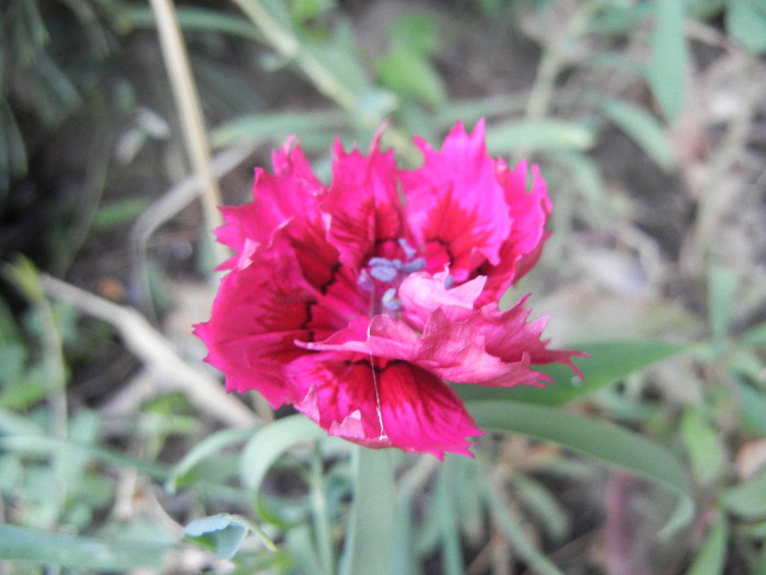 Dianthus (2012, September 14) - DIANTHUS_Garoafe Garofite