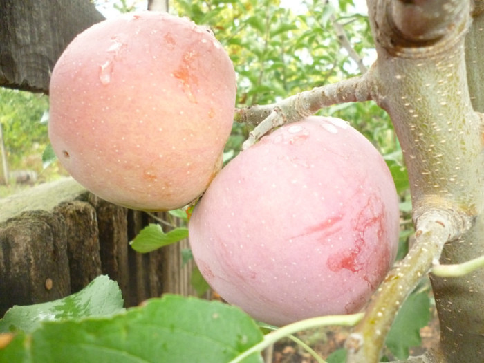 Tot cele doua mere " Florina " - Pomicultura 2012