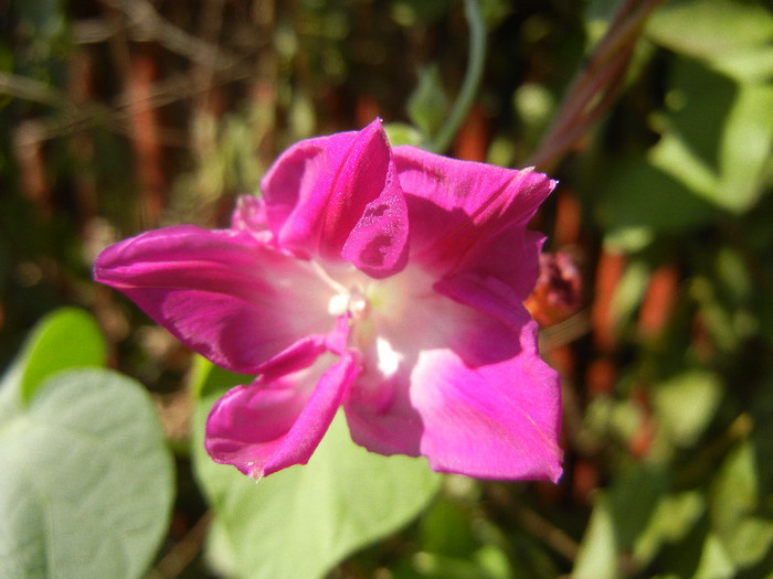 Double Pink Morning Glory (2012, Sep.20)