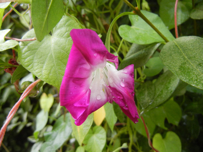 Double Pink Morning Glory (2012, Sep.21) - Double Pink Ipomoea Nil
