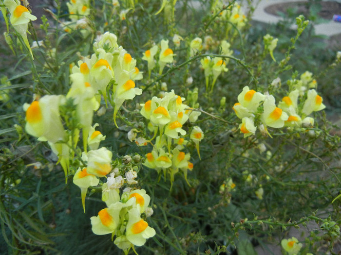 Linaria vulgaris (2012, September 09)