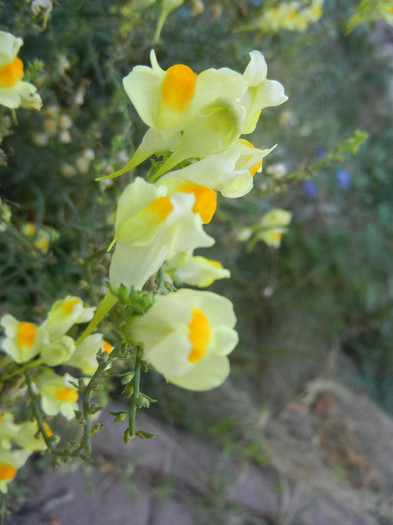 Linaria vulgaris (2012, September 09) - Linaria vulgaris